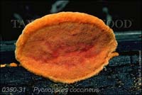 Pycnoporus_coccineus