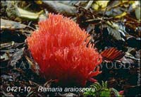 Ramaria_araiospora-c