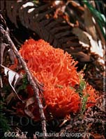 Ramaria_araiospora-d