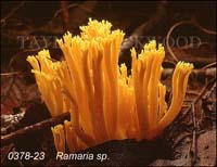 Ramaria_sp-c