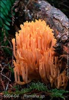 Ramaria_sp-h