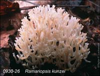 Ramariopsis_kunzei-b