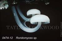 Roridomyces_sp-b