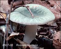 Russula_crustosa