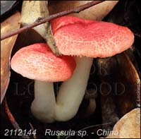 Russula_sp-b