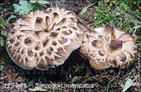 Sarcodon_imbricatus