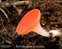 Sarcoscypha_coccinea-c