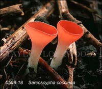 Sarcoscypha_coccinea