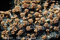 Slime_mold