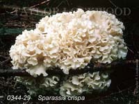 Sparassis_crispa