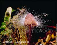 Spinellus_sp