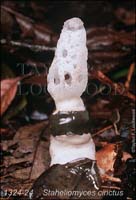 Staheliomyces_cinctus-b
