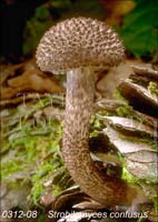 Strobilomyces_confusus