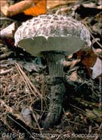 Strobilomyces_floccopus