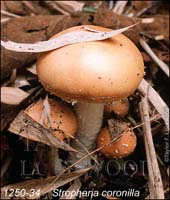 Stropharia_coronilla