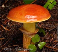 Suillus_grevillei_-bZ