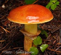 Suillus_grevillei_-bZ