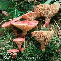 Suillus_ochraceoroseus