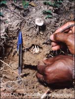 Termitomyces_microcarpus