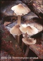 Termitomyces_striatus