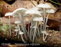 Tetrapyrgos_nigripe-b