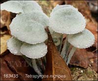 Tetrapyrgos_nigripes