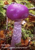 Thaxterogaster_porphyreum