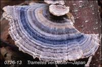 Trametes_versicolor