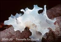 Tremella_fuciformis-b