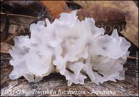 Tremella_fuciformis-c
