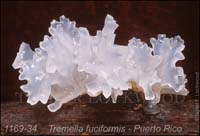 Tremella_fuciformis-d
