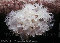 Tremella_fuciformis