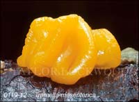 Tremella_mesenterica