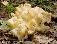 Tremella_reticulata