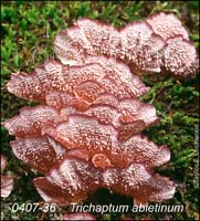 Trichaptum_abietinum