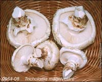 Tricholoma_magnivelare-c