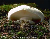 Tricholoma_magnivelare