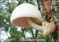 Volvariella_bombycina