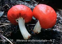 Weraroa_erythrocephala