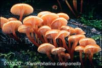 Xeromphalina_campanella