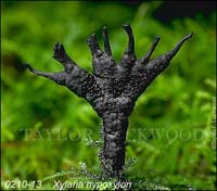 Xylaria_hypoxylon