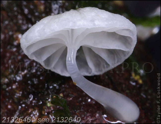 Mycena sp. - Madagascar