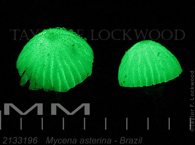 2133196	Mycena asterina - Brazil