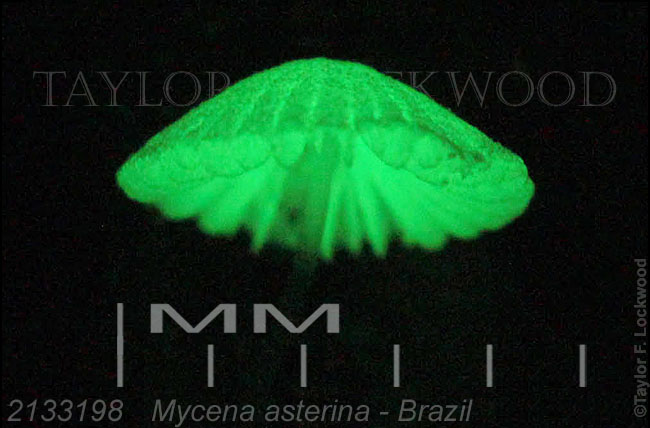 2133198	Mycena asterina - Brazil