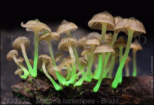 2133330	Mycena lucentipes