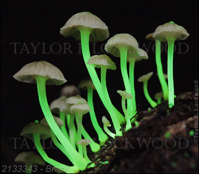 Mycena lucentipes - Brazil