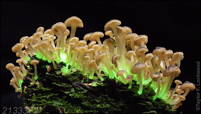 Mycena lucentipes