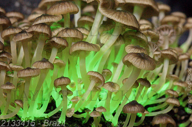 Mycena lucentipes - Brazil