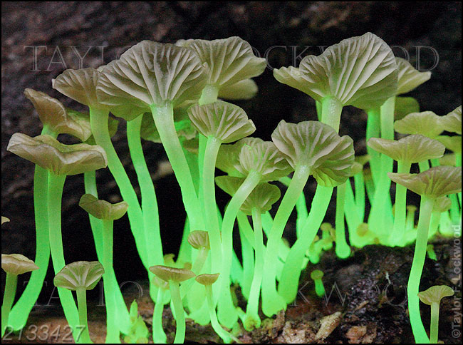 Mycena lucentipes - Brazil