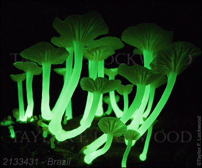 Mycena lucentipes - Brazil